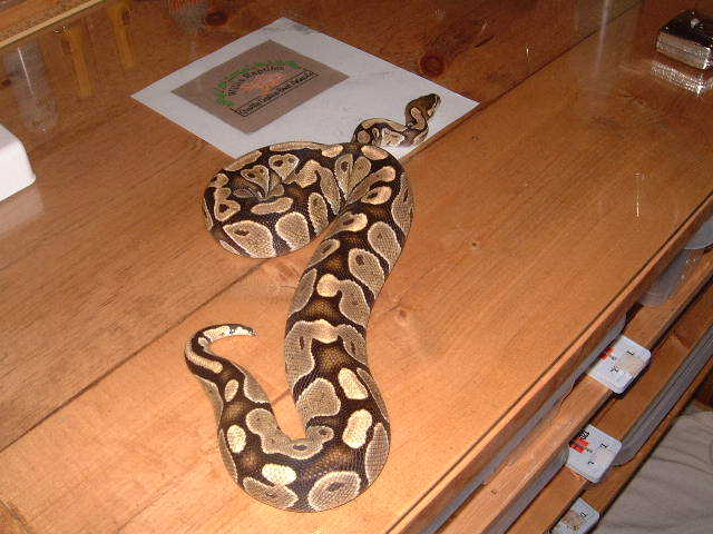ghost male two