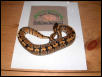 het Ghost female