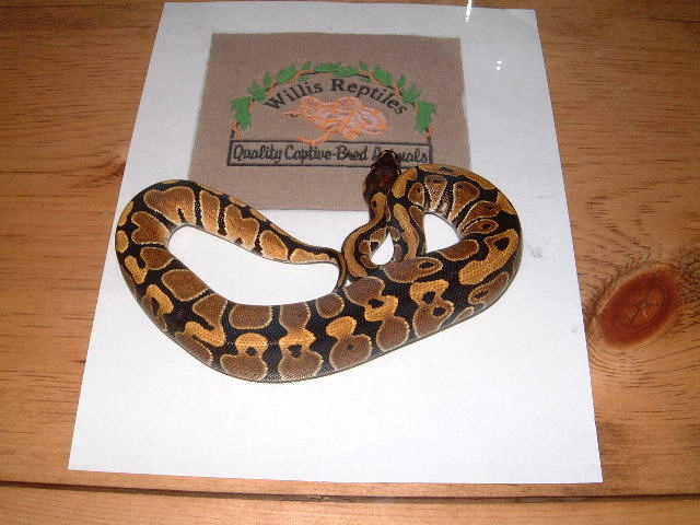 het Ghost female