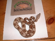male 66% het albino - pastel parents