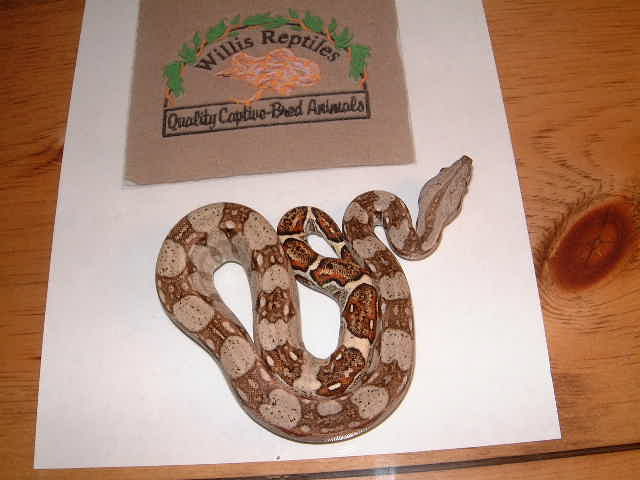 male 66% het albino - pastel parents