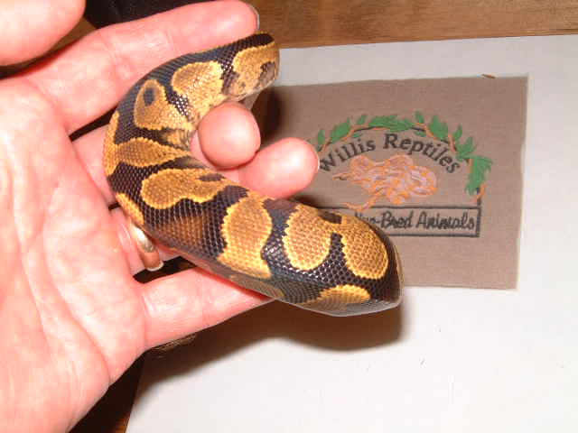 yellowbelly male