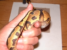 yellowbelly male