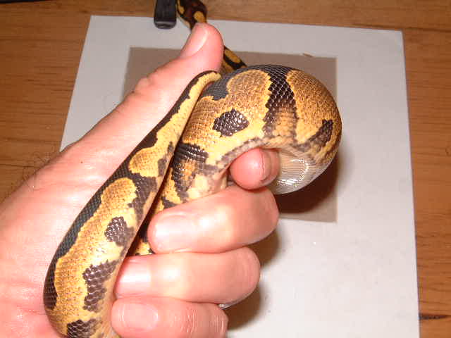 yellowbelly male