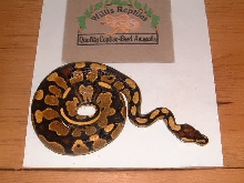 yellowbelly male