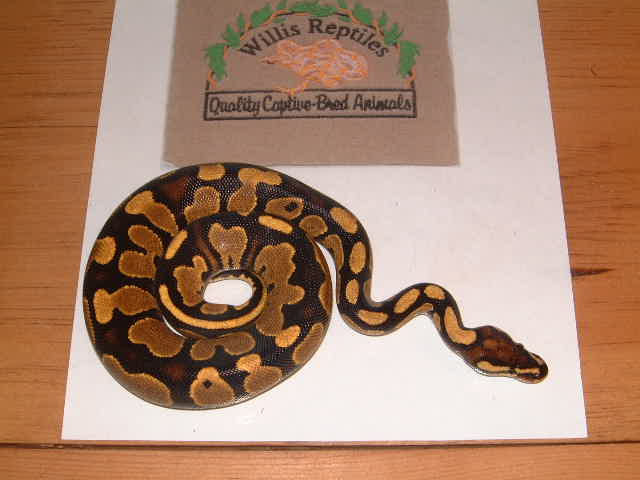 yellowbelly male