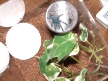 baby avic. versicolor