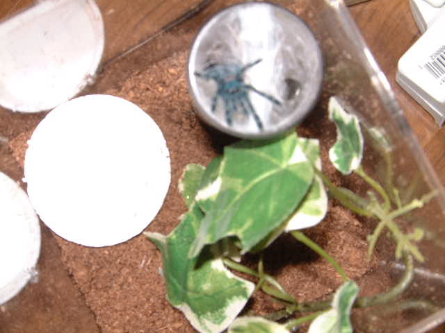 baby avic. versicolor