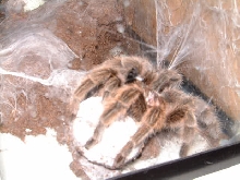 Rose Hair guarding her eggs