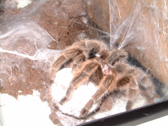 Rose Hair guarding her eggs