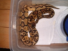 pastel ball python male
