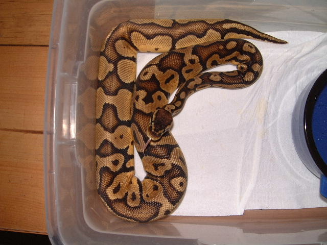 pastel ball python male