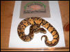 pastel male one