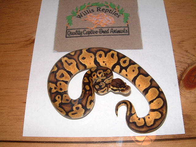 pastel male one