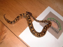 male '03 pastel sib ball python