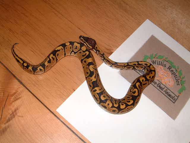 male '03 pastel sib ball python