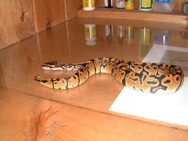 male '03 pastel sib ball python