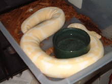 Albino female