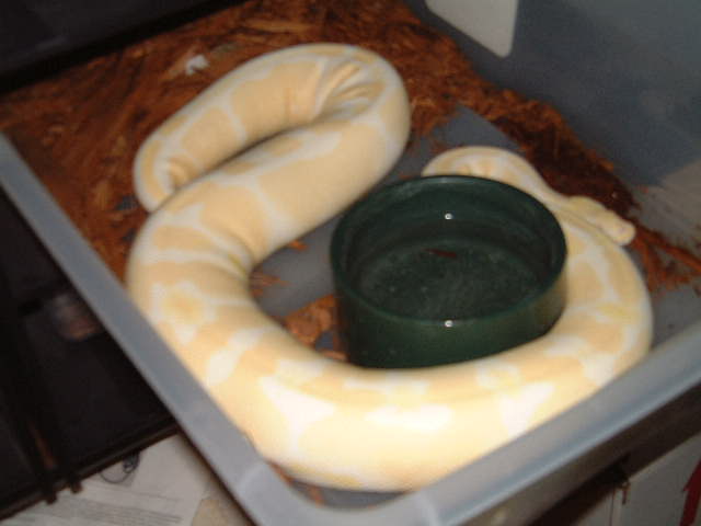 Albino female