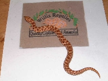 red phase het, albino hog