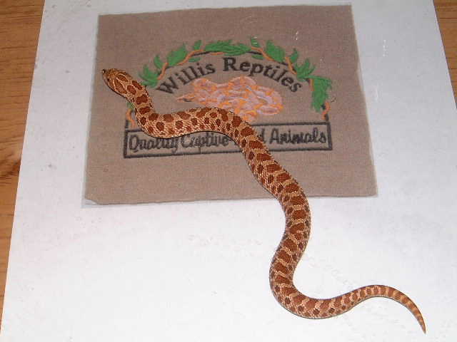 red phase het, albino hog