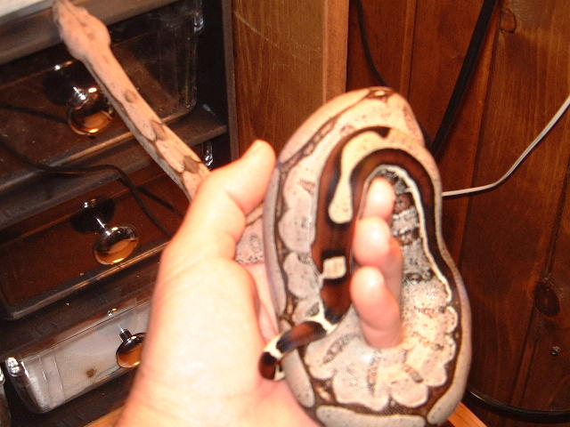 Suriname Reverse Stripe female