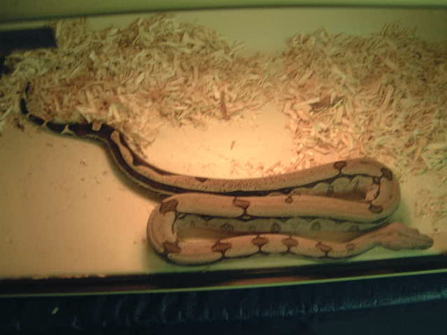 reverse stripe Suriname female a
