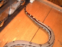 reverse stripe Suriname female tail