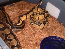 Pastel male to normal female