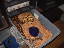 Pastel male to normal female
