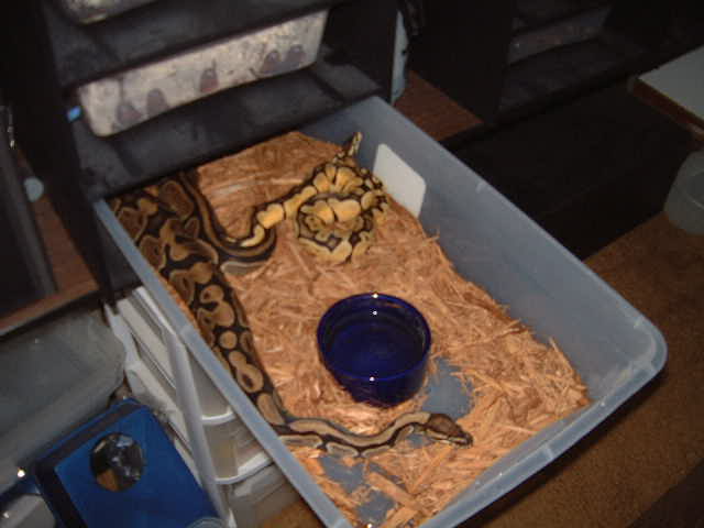Pastel male to normal female