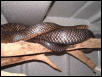 Texas Indigo male
