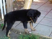 Shiloh at 12 weeks old