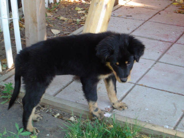 Shiloh at 12 weeks old