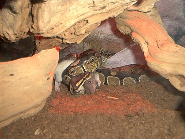 Gettin' his eat on!