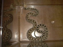 Colorado Bull Snake