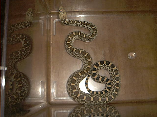 Colorado Bull Snake