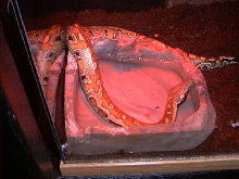 "Disco" Blood Python
