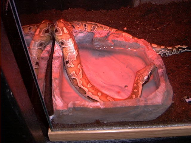 "Disco" Blood Python
