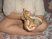 Sumatran Red Blood Python