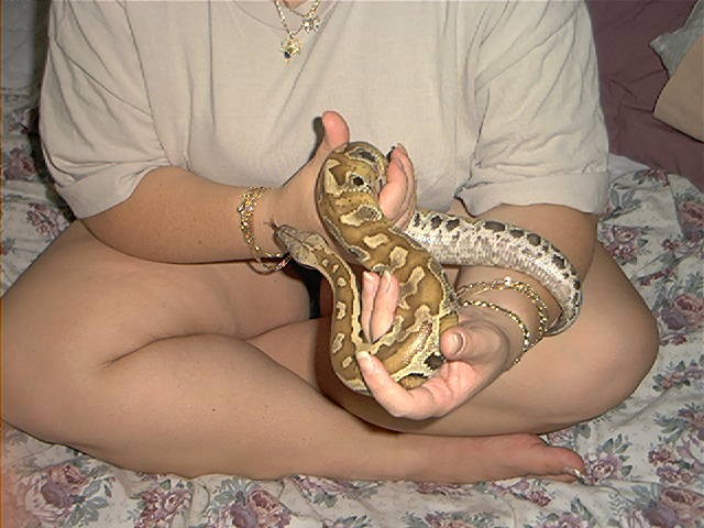 Sumatran Red Blood Python