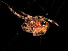 Aranea Spider