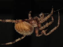 Araneus Quadratus