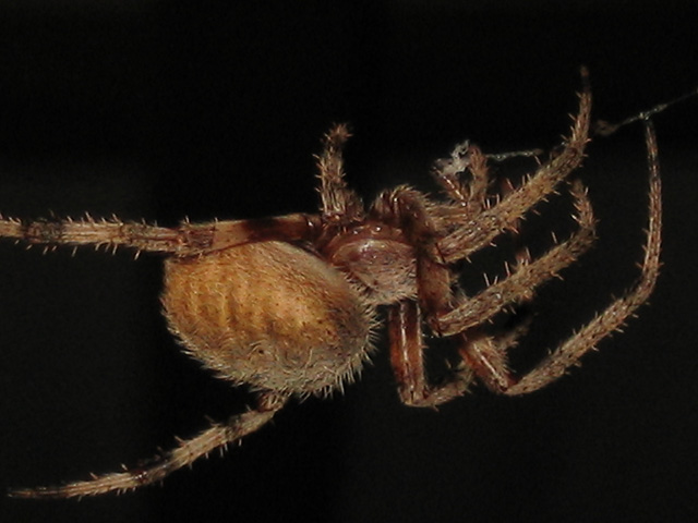 Araneus Quadratus