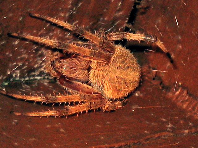 Unknown in Byron, GA