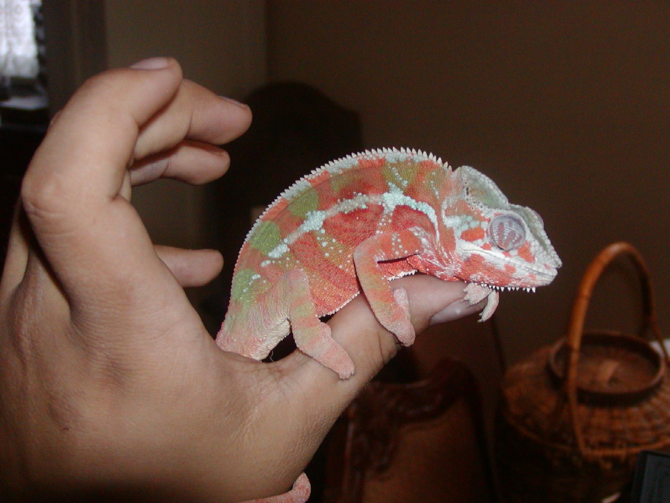 7 mo. sambava male