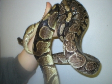 Normal vs. Phenotypic Axanthic