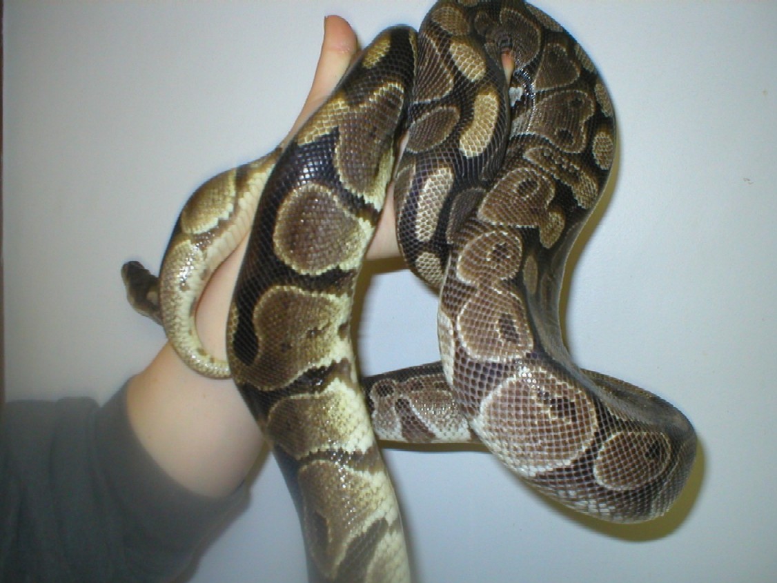 Normal vs. Phenotypic Axanthic