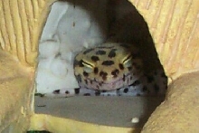 pincess in her hidey
