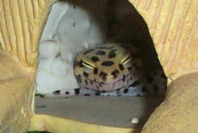 pincess in her hidey